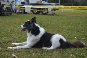 Blaze was a star of the spectator area. Image: TF