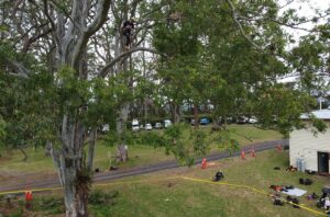 Hanging the bells in the climbing competition work tree. Image TF