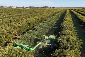 The Merlo TF30.9 was fitted witha multiple-saw attachment to be used in the Mario's Packhouse orchard where the corridors between the trees needed a compact machine.