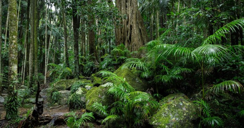 Queensland forests are now thought to be a carbon source. Image: Zstock/stock.adobe.com