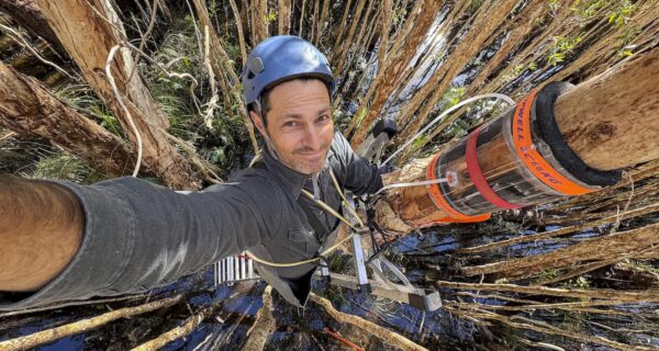 Dr Luke Jeffrey climbing wetland melaleuca in the Black Rocks Nature Reserve (near Pottsville NSW) to measure gas fluxes in the bark of trees. credit Luke Jeffrey/Southern Cross University