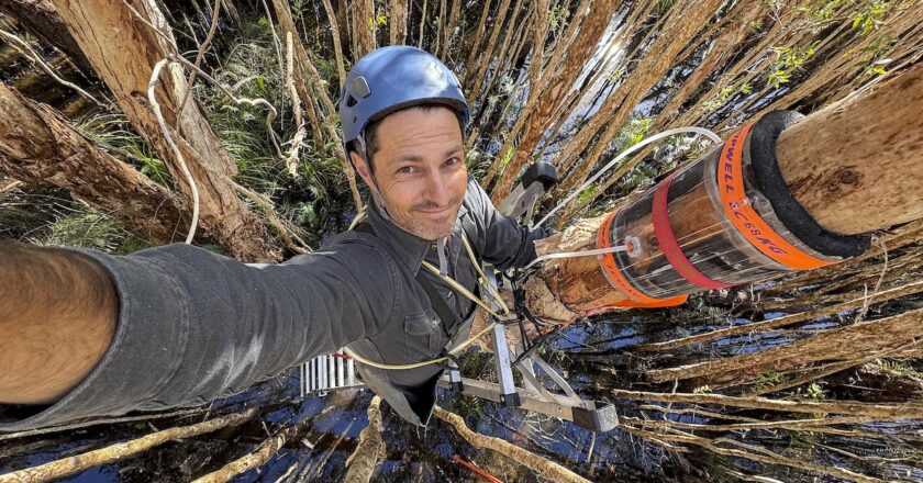 Dr Luke Jeffrey climbing wetland melaleuca in the Black Rocks Nature Reserve (near Pottsville NSW) to measure gas fluxes in the bark of trees. credit Luke Jeffrey/Southern Cross University
