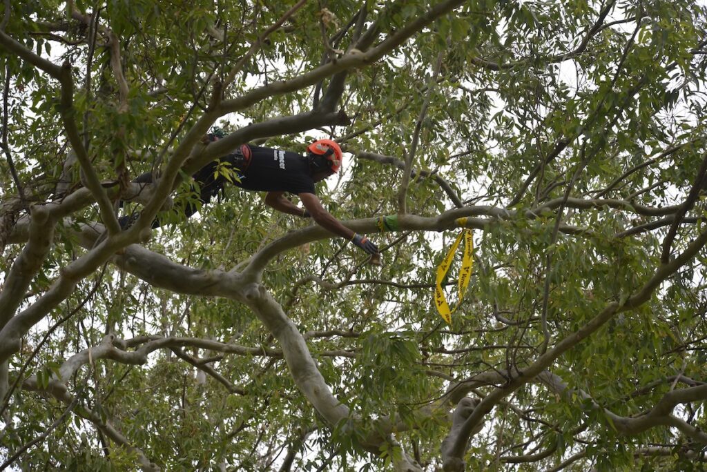 Training and competition is fostered by QAA through events like the Queensland Tree Climbing Championships (QTCC). Image: TF