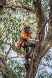 Ebony fromETS using the MSA 220 TC-O. Image: STIHL centenary