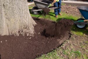 Mulch is one of the mosteffective tools for supporting urban trees through summer. Image: Victor/stock.adobe.com