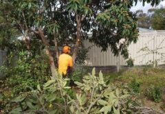 The current Goulburn Murray Valley Fruit Fly Program does not include funding or support for fruit tree removal on private properties. Image: Greater Shepparton City Council