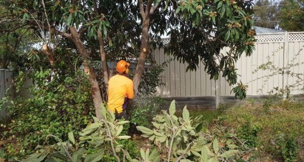 The current Goulburn Murray Valley Fruit Fly Program does not include funding or support for fruit tree removal on private properties. Image: Greater Shepparton City Council