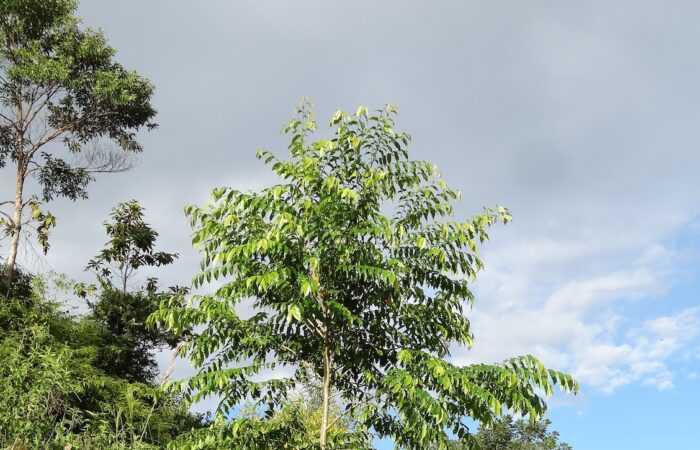 Abarco, a highly valued tropical timber species. Image. University of Eastern Finland