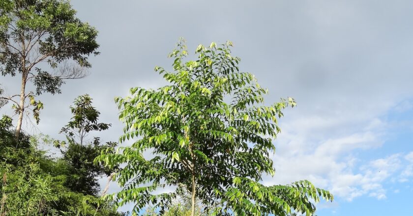 Abarco, a highly valued tropical timber species. Image. University of Eastern Finland