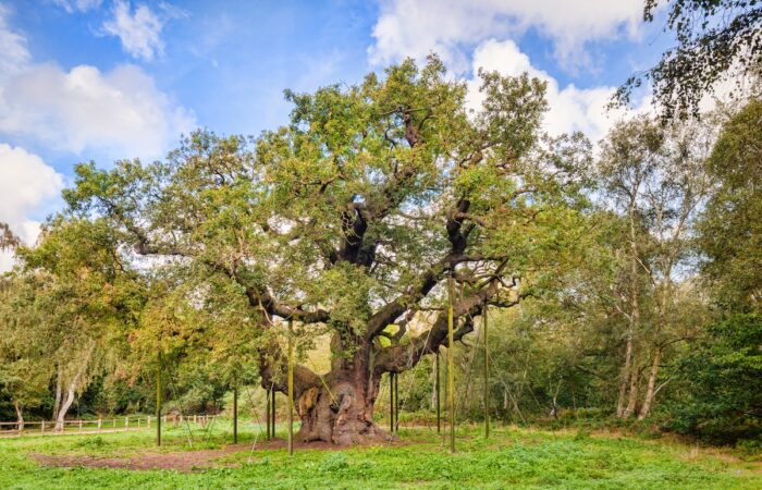 Major Oak, Sherwood Forest, Nottinghamshire, England, UK. Estimated to be over 1150 years old, and associated with the story of Robin Hood. Image Colin & Linda McKie/stock.adobe.com