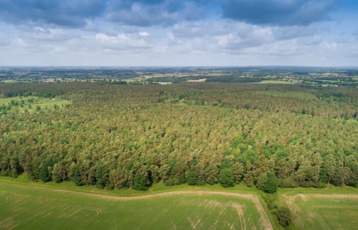 Bagots Park Wood is being designed from the ground up to support nature recovery and join up with existing nearby woodland. Image: Forestry England/Crown copyright