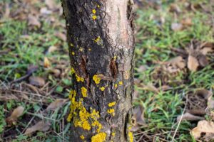 Arborists must rule out natural causes like fungal invasion. Image: Олег Мальшаков/stock.adobe.com