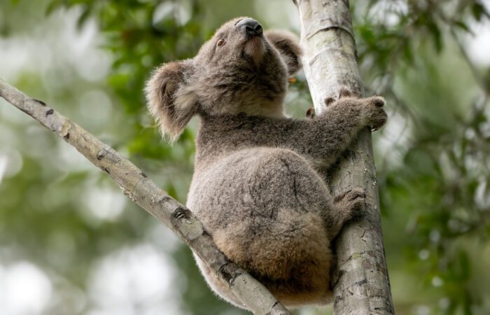 The annual koala food tree giveaway is a critical step in restoring habitat habitat following extreme weather events. Image: Koala Conservation Australia
