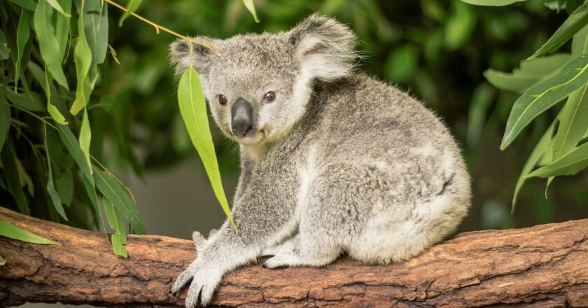 The Great Koala National Park will protect a nationally critical koala population and more than 100 threatened species. Image: D Wildlife/stoxck.adobe.com