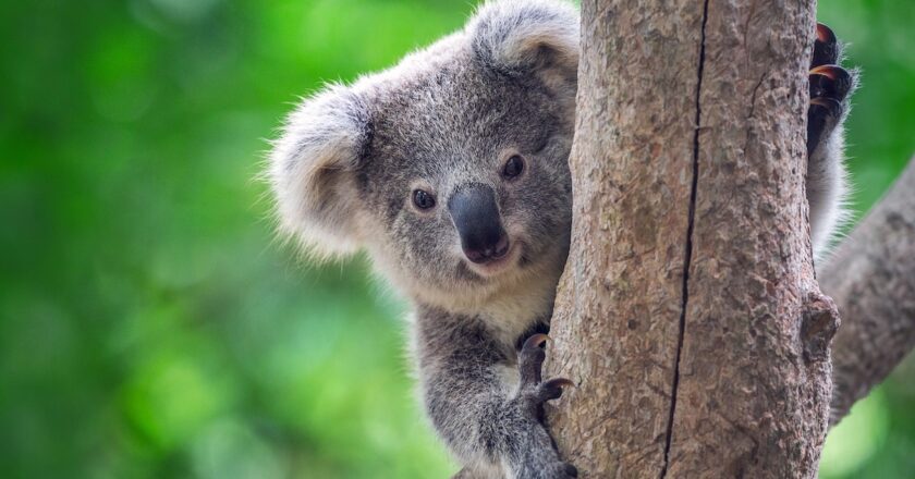 September will be Save the Koala Month in 2026. Image: MrPreecha/stock.adobe.com