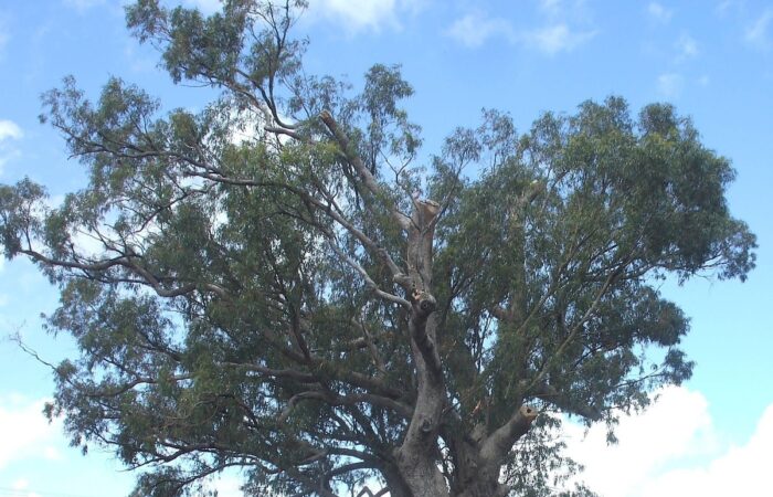 Western Australia's City of Mandurah has moved to preserve a much-loved old tuart (Eucalyptus gomphocephalaat). Image: City of Mandurah