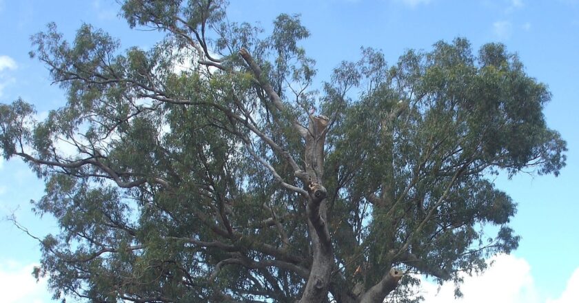 Western Australia's City of Mandurah has moved to preserve a much-loved old tuart (Eucalyptus gomphocephalaat). Image: City of Mandurah