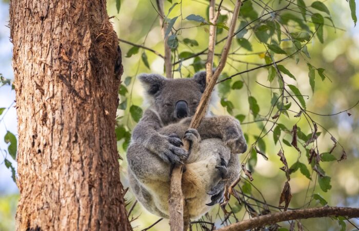 Koala Conservation Australia has seen the arrival of a second cohort of koala joeys through its Wild Koala Breeding Program. Image: Koala Conservation Australia