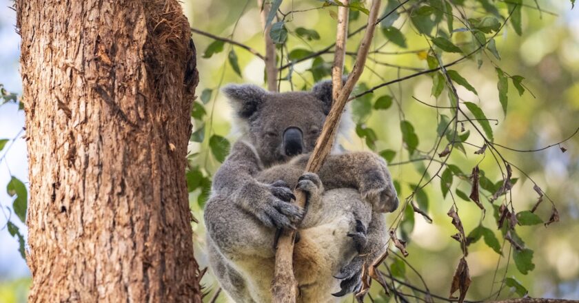 Koala Conservation Australia has seen the arrival of a second cohort of koala joeys through its Wild Koala Breeding Program. Image: Koala Conservation Australia