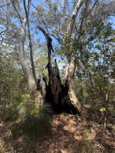 Continuity of habitats requires assessing continuity of host species. Image: QTRA