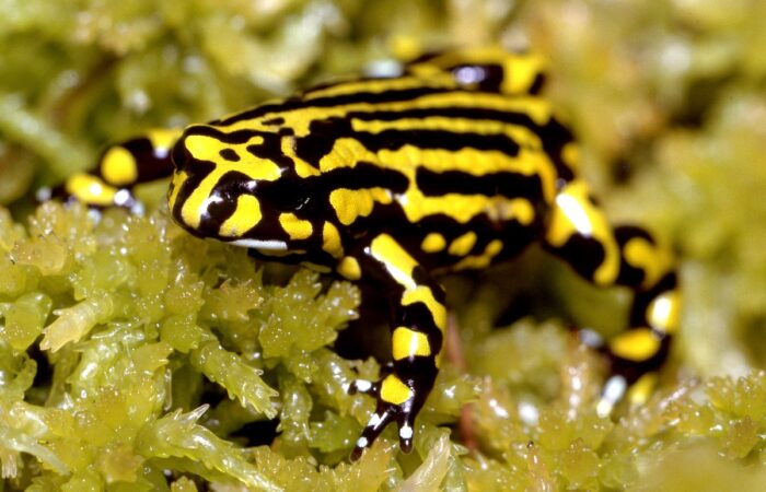 The Northern Corroborree Frog has historically declined due to the chytrid disease. Image: Ken Griffiths/stock.adobe.com