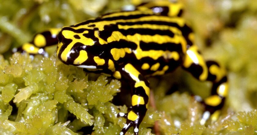 The Northern Corroborree Frog has historically declined due to the chytrid disease. Image: Ken Griffiths/stock.adobe.com