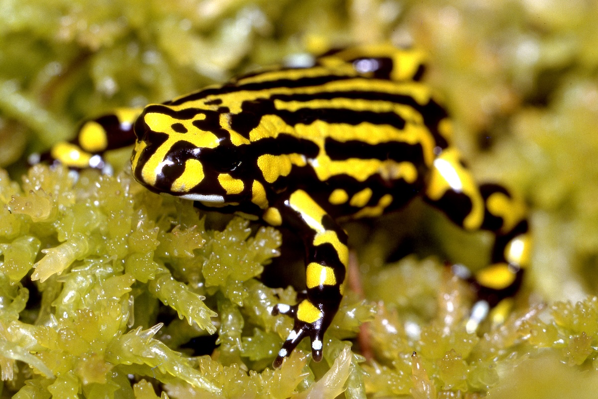 Northern Corroboree Frog numbers increase in Bondo State Forest