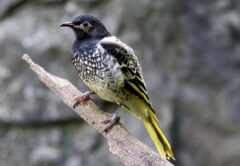 The Australian Regent Honeyeater is a threatened species. Image: Ken Griffiths