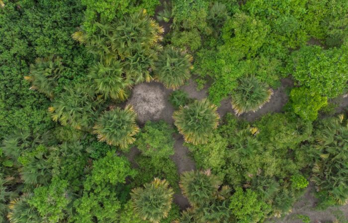 A group of Gebang palms in Darwin is flowering. in a once in a lifetime event for the trees. Image: Jejak Publa 24/stock.adobe.com