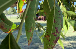 Mild symptoms of Myrtle Rust on Weeping Lilly Pilly (Waterhousea floribunda). Image: Specialist Arbor Services