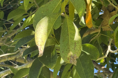 A Myrtle Rust infection on Syzygium sp. Images: Specialist Arbor Services