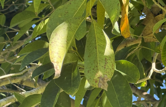 A Myrtle Rust infection on Syzygium sp. Images: Specialist Arbor Services