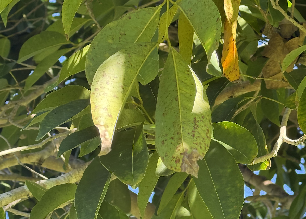 A potential pathway to creating Myrtle Rust resistance