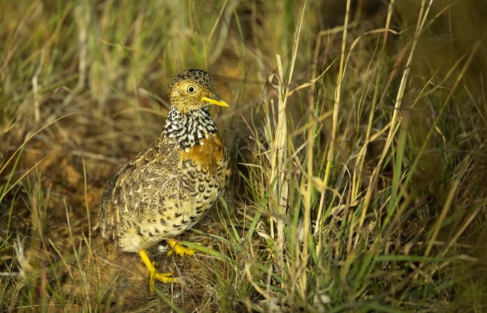 The critically endangered Plains-wanderer depends on native grasslands in northern Victorian landholders. Image: Ben Williams/Trust for Nature.