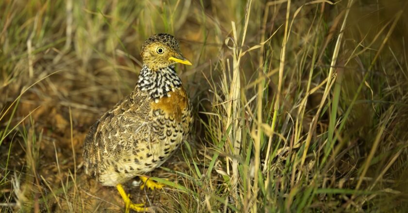 The critically endangered Plains-wanderer depends on native grasslands in northern Victorian landholders. Image: Ben Williams/Trust for Nature.
