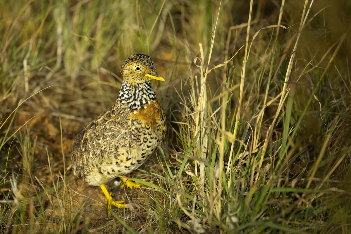 Victorian landholders to lead conservation effort