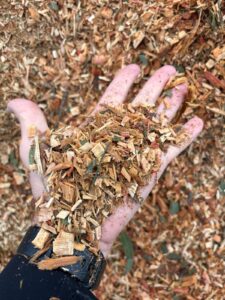 The Green-Tec CB4 was set up to produce a consistent 10-12mm chip from whole trees. Image: Pacific Materials Handling