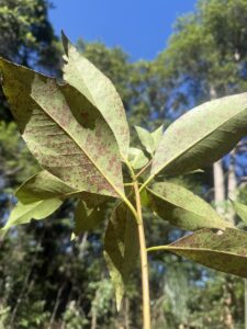 Minor symptoms of Myrtle Rust affecting Queensland Brush Box (Lophostemon confertus). Image: Specialist Arbor services