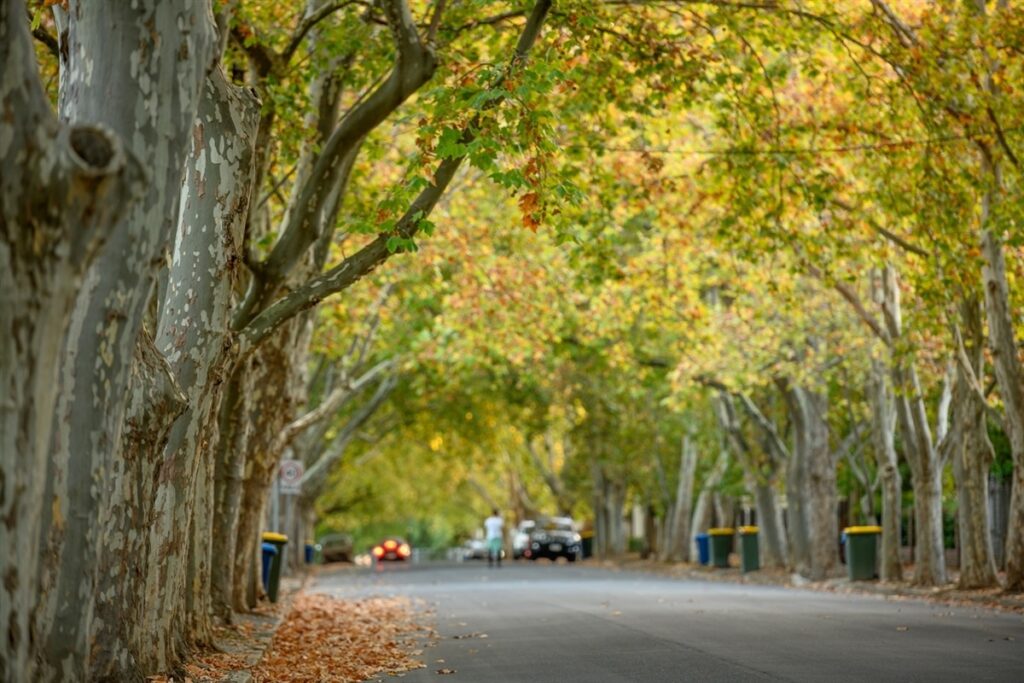 Street trees in Unley are linked to higher property values. Photo courtesy of City of Unley