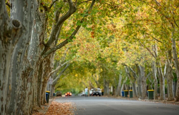 Street trees in Unley are linked to higher property values. Photo courtesy of City of Unley