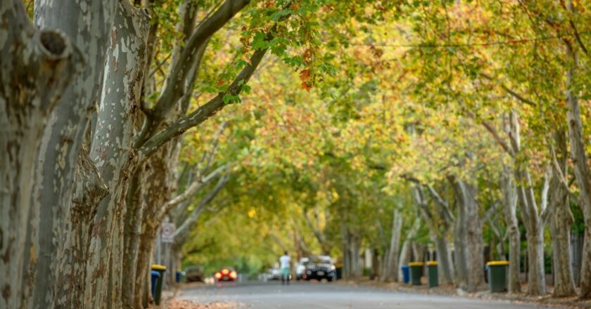 Street trees in Unley are linked to higher property values. Photo courtesy of City of Unley