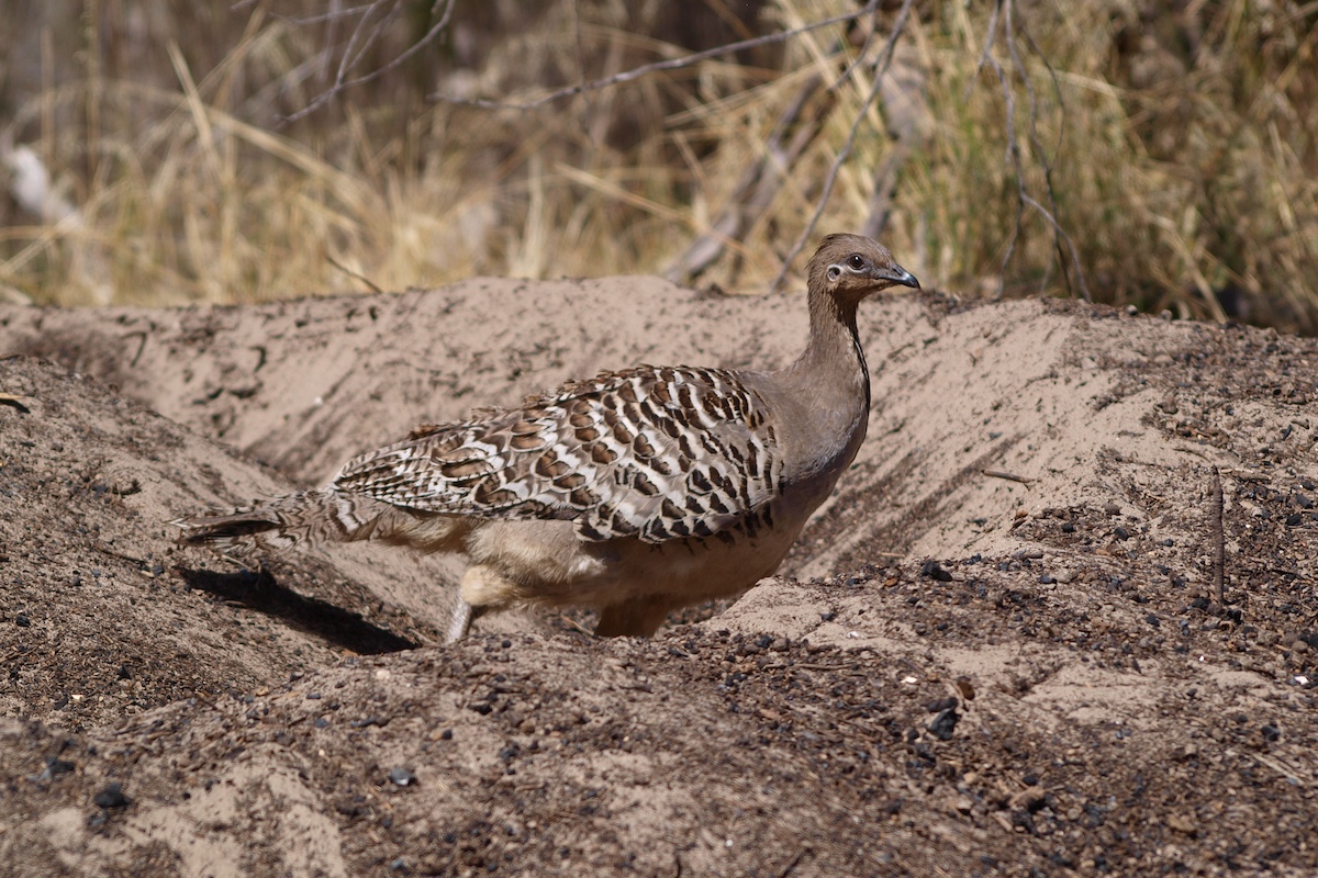 One million hectares of wildlife corridor